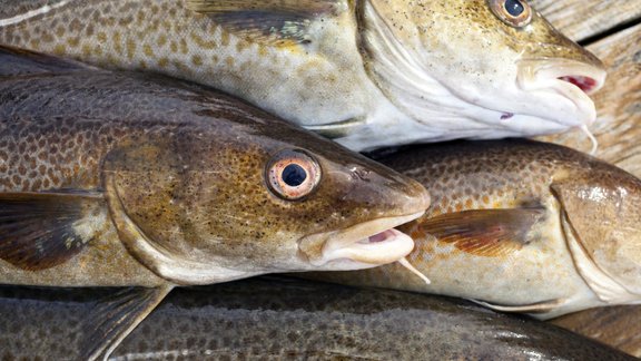 mencas Atlantic cod 