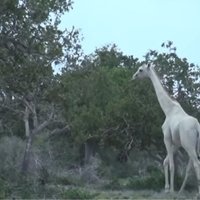 Kenijā novērotas retās baltās žirafes