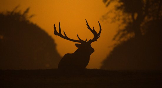 Pasaulē smagākais organisms Pando ir briesmās – tas lēnām tiek apēsts