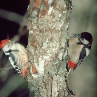 Nedēļas nogalē Ķemeros notiks Starptautisko putnu vērošanas dienu pasākumi