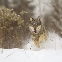 VMD aicina ziņot par vilkiem