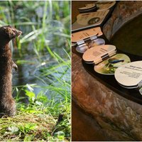 Jaunie Rīgas zoo interaktīvie stendi izglītos par invazīvajām sugām