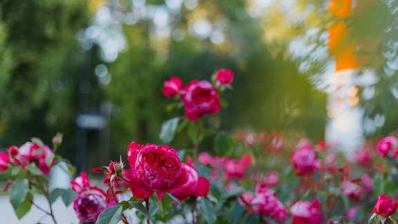 Rozes Ķemeru vēsturiskajā parkā