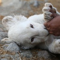 Sirsnīgi kadri: Zoodārzā Meksikā dzimis balto lauvu mazulis