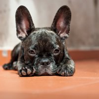 Franču buldogs – mazs, bet ļoti ņiprs suns ar sikspārņa ausīm