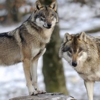 Limits izsmelts – turpmāk vilku medībām ik reizi jāpiesakās