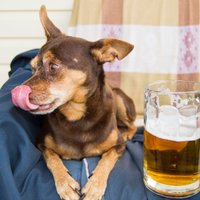 Suņi un alus: kaut ļoti garšo, kategoriski aizliegts