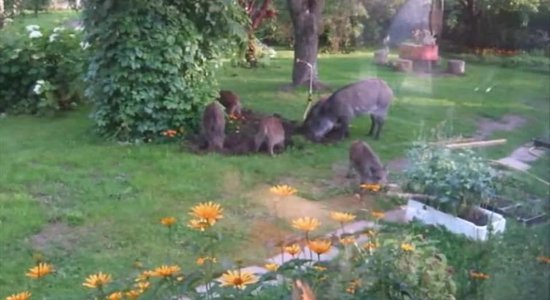 Mednieki Ikšķilē izšaus mežacūkas, kas apdraud iedzīvotājus