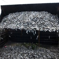 Foto: Meksikā izskalo 48 tonnas beigtu zivju