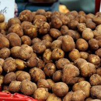 Asociācija: dažviet joprojām kavējas kartupeļu stādīšana; pirmā raža šogad gaidāma vēlāk