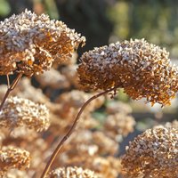 Kaltēto ziedu gubas – kā pareizi rudenī apgriezt hortenzijas