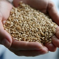 Pērn Latvijā nokulta graudu rekordraža - trīs miljoni tonnu