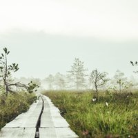 Foto: Spirdzinoša rīta pastaiga Niedrāju - Pilkas purva takā