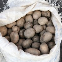 Asociācija: jauno kartupeļu cenas pāragri prognozēt; tās ietekmēs ievesto kartupeļu apmērs