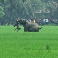Savvaļas ziloņi Indijā nogalinājuši piecus cilvēkus
