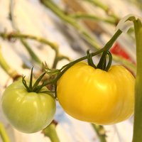 ФОТО: Как выращивают помидоры в Гетлини