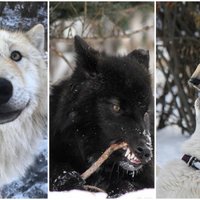 Dabā tādi nepastāv – unikāla patversme Kanādā, kur mīt saimnieku pamestie vilkusuņi