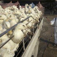 В Даугавпилсе — подозрения на вспышку птичьего гриппа в популяции больших белых цапель
