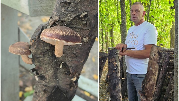 Šitakes sēņu audzēšana Jelgavas novadā visu gadu