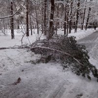 Гуляя зимой под деревьями, помните - каждый шаг может стать последним (видео)