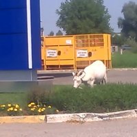 ВИДЕО: Козы из Олайне нашли себе новое пастбище - угадайте где?