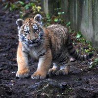 Tīģerēna Klifa pirmā pastaiga Rīgas zoo