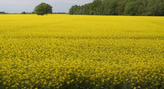 Valsts atbalstītajās apdrošināšanas polisēs lauksaimniekiem nedrīkstēs iekļaut zemu atlīdzības limitu