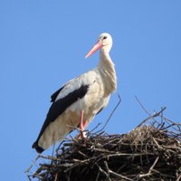 Aglonas novadā ugunsdzēsēji izglābj nelaimē nokļuvušu stārķi