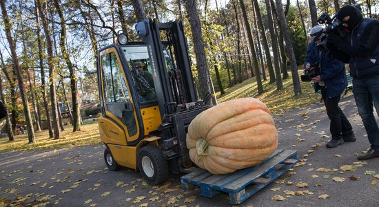 Noskaidrots Latvijas raženākais ķirbis - 232 kilogramus smags milzenis