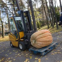 Noskaidrots Latvijas raženākais ķirbis - 232 kilogramus smags milzenis
