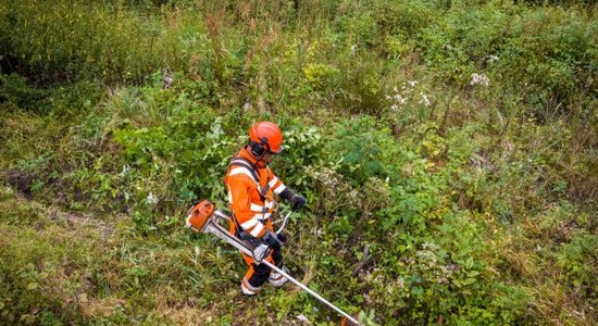 Agrotehniskā un jaunaudžu kopšana: kad un kā to veikt