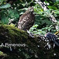 Foto: Kā vistu vanags Imantā notiesā vārnu