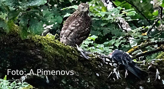 Foto: Kā vistu vanags Imantā notiesā vārnu