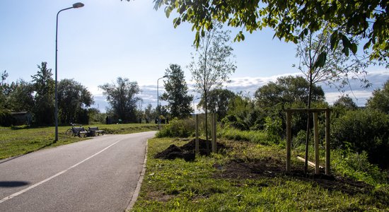 Foto: Ķengaraga promenādē iestādīti 150 Dziesmu un deju svētku vītoli