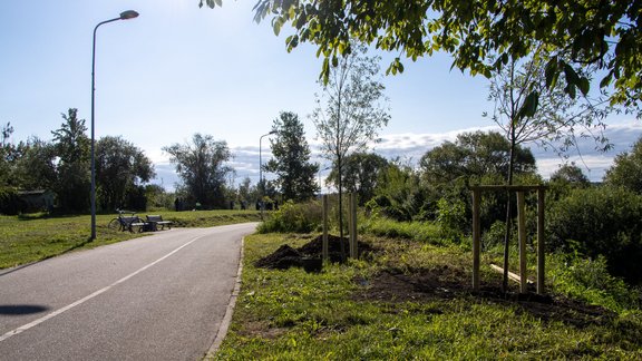 Dziesmu un deju svētkiem veltītie vītoli Ķengaraga promenādē