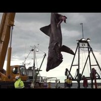 Austrālijā noķerta reta milzu haizivs