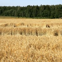 'Zemnieku saeima': Šā gada ražas ir ļoti cerīgas