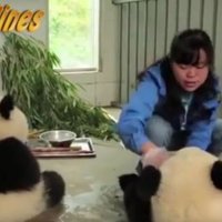 ВИДЕО: Новыми звездами Интернета стали умывающиеся панды