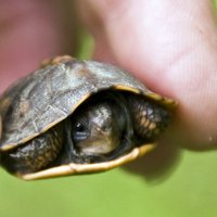 'Zinošais' zooveikala pārdevējs jeb Kā Zanda gandrīz uzvārīja bruņurupučus