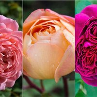 Nākamo dārza sezonu gaidot: skaistākās angļu rožu šķirnes