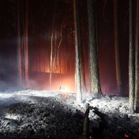 Новый большой лесной пожар: горит лес и болото в Кемерском национальном парке