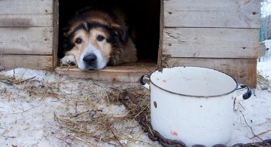 Утеплить будку, обеспечить кормом и теплой водой. PVD призывает владельцев домашних животных защитить их во время холодов