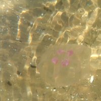 ФОТО: На латвийских пляжах появились медузы - бояться или нет?