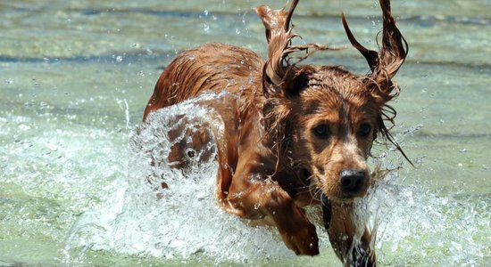 До 21 градуса прогрелась вода на пляжах Кишэзерса и Кипсалы