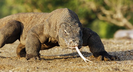 Komodo pūķi sagādā zinātniekiem kārtējo pārsteigumu