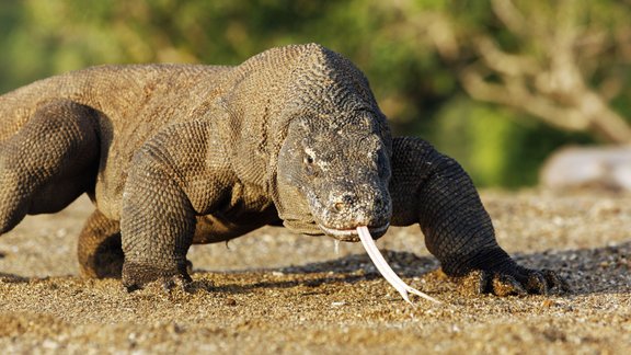 Komodo varāns