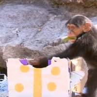 Video: Mīlīgi pērtiķīši jau izsaiņo pirmās Ziemassvētku dāvanas