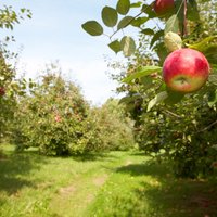 Saimnieks Latgalē: Augļkopjiem sarežģīts gads, tomēr bez āboliem nepaliksim