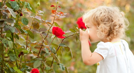 Psihologi un neirobiologi skaidro, kāpēc bērnības smaržas tik spēcīgi saglabājas atmiņā