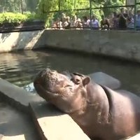 Video: Kā Rīgas Zoo baro nīlzirgu meitenes